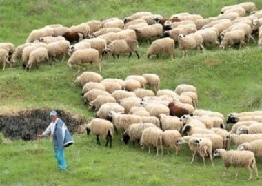 Εμφάνιση Καταρροϊκού Πυρετού στην Αργολίδα