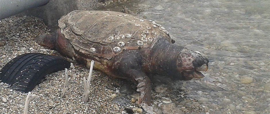 Μία ακόμα νεκρή θαλάσσια χελώνα στο Βραχάτι