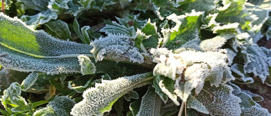 Παγετός στην Αργολίδα: Υπό το μηδέν η θερμοκρασία σε Άργος και Ναύπλιο λιγο πριν βγει ο ήλιος