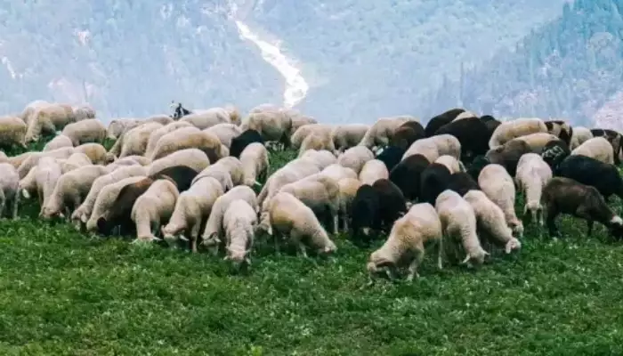 Διημερίδα Μετακινούμενης Κτηνοτροφίας στον Άγιο Πέτρο και Άγιο Ιωάννη Κυνουρίας