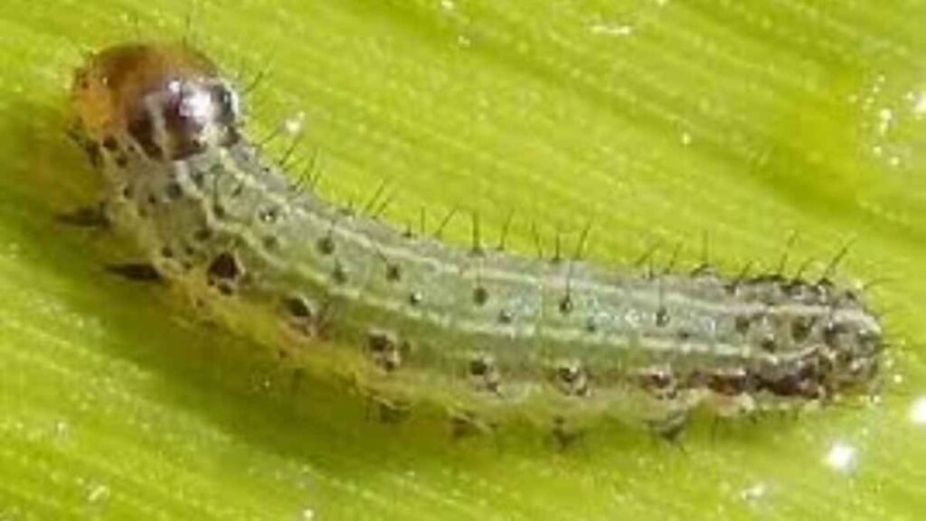 Το Spodoptera frugiperda απειλεί την Πελοπόννησο