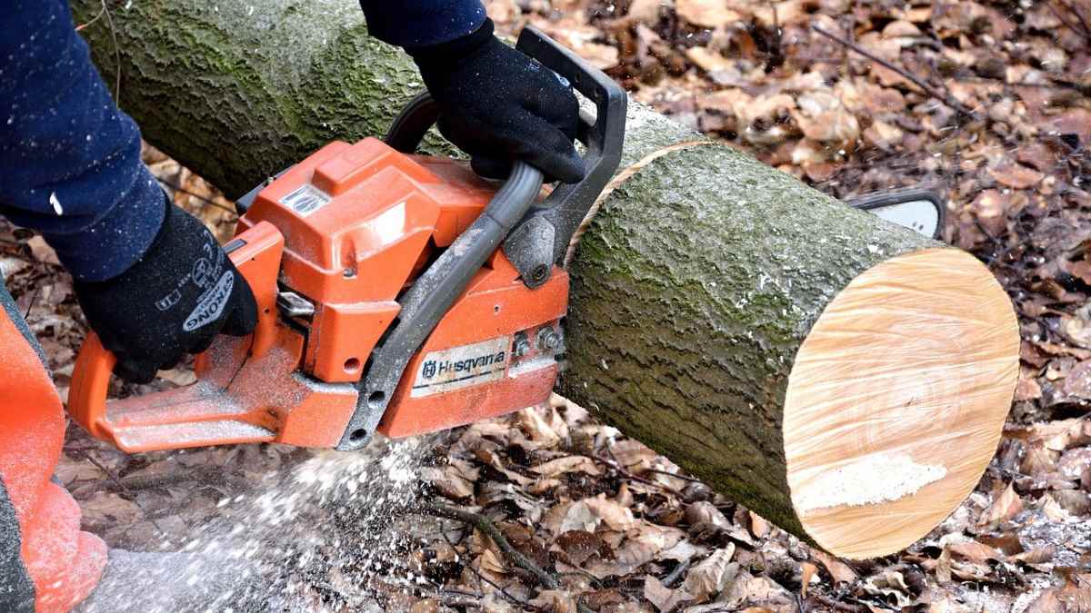 Καλαμάτα: 1.000 ευρώ πρόστιμο σε ιδιώτη που έκοψε δέντρο από πεζοδρόμιο