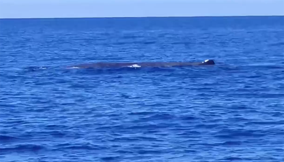 Καταπληκτικό θέαμα από Ζάκυνθο προς Πύλο – Έμειναν άφωνοι με τη φάλαινα