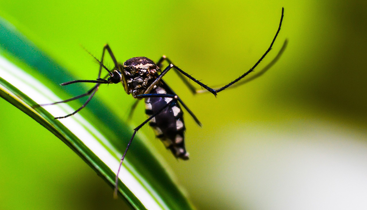 Κουνούπια Δάγκειος Πυρετός ελονοσία