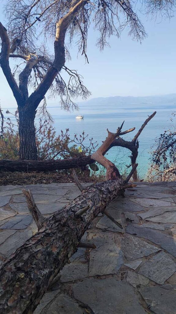 Πεσμένα δέντρα στην Αρβανιτιά