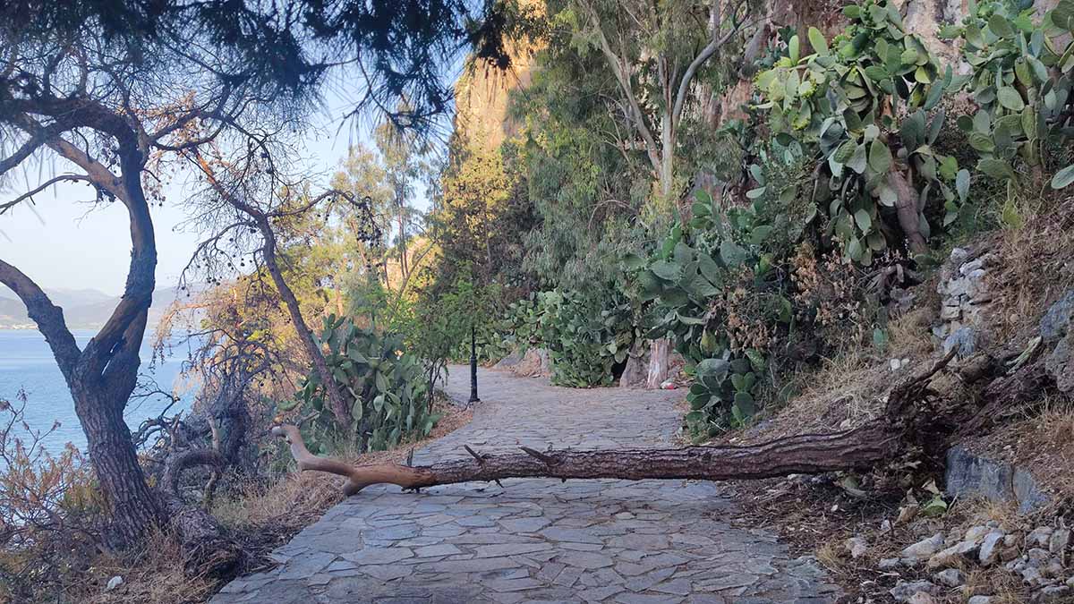 Προσοχή στο Ναύπλιο: Έχουν πέσει δέντρα στον Γύρο της Αρβανιτιάς