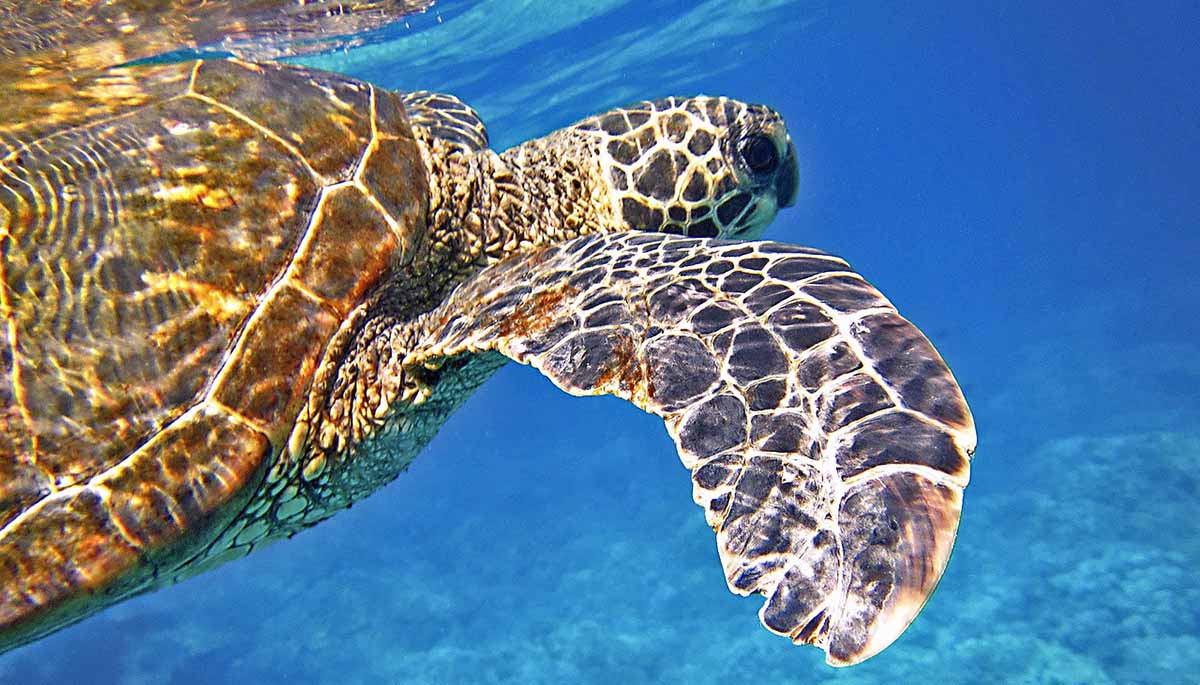 Τρόμος στη Μάνη: Θαλάσσια χελώνα επιτέθηκε σε λουόμενη στο Λιμένι