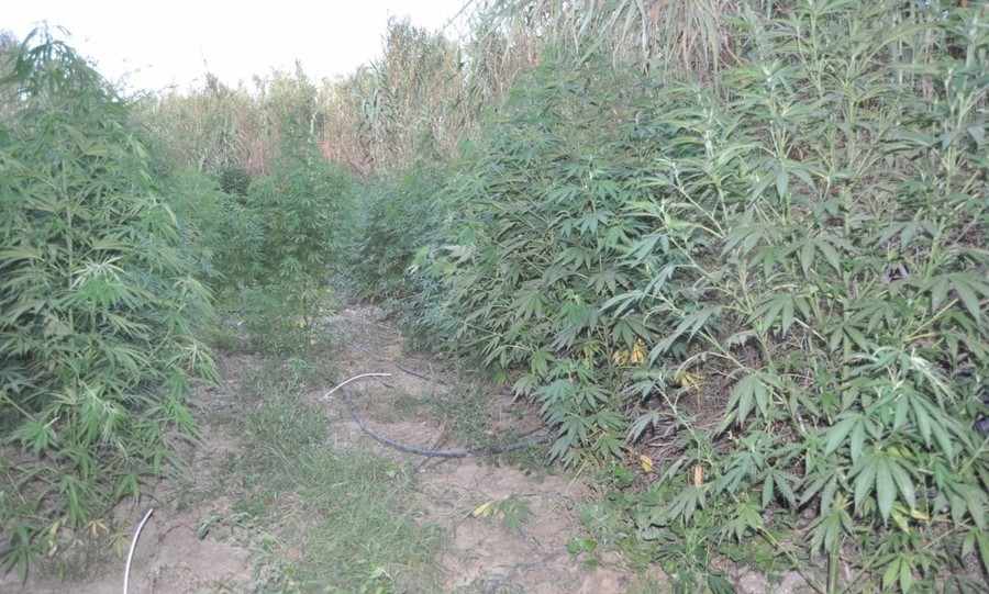 Χασισοφυτεία μαμούθ στην Ηλεία – Οι ίδιοι διακινούσαν ηρωίνη και κοκαΐνη