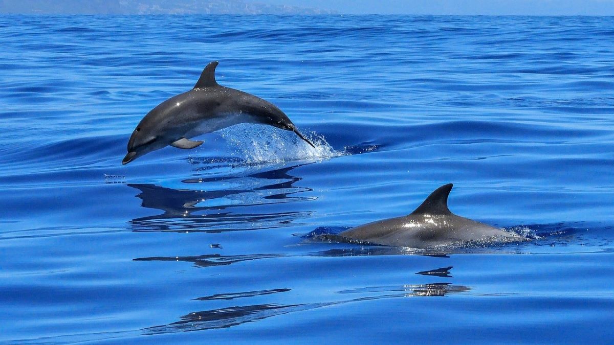 Δεκάδες δελφίνια βολτάρουν στον Κόλπο των Αλκυονίδων (βίντεο)