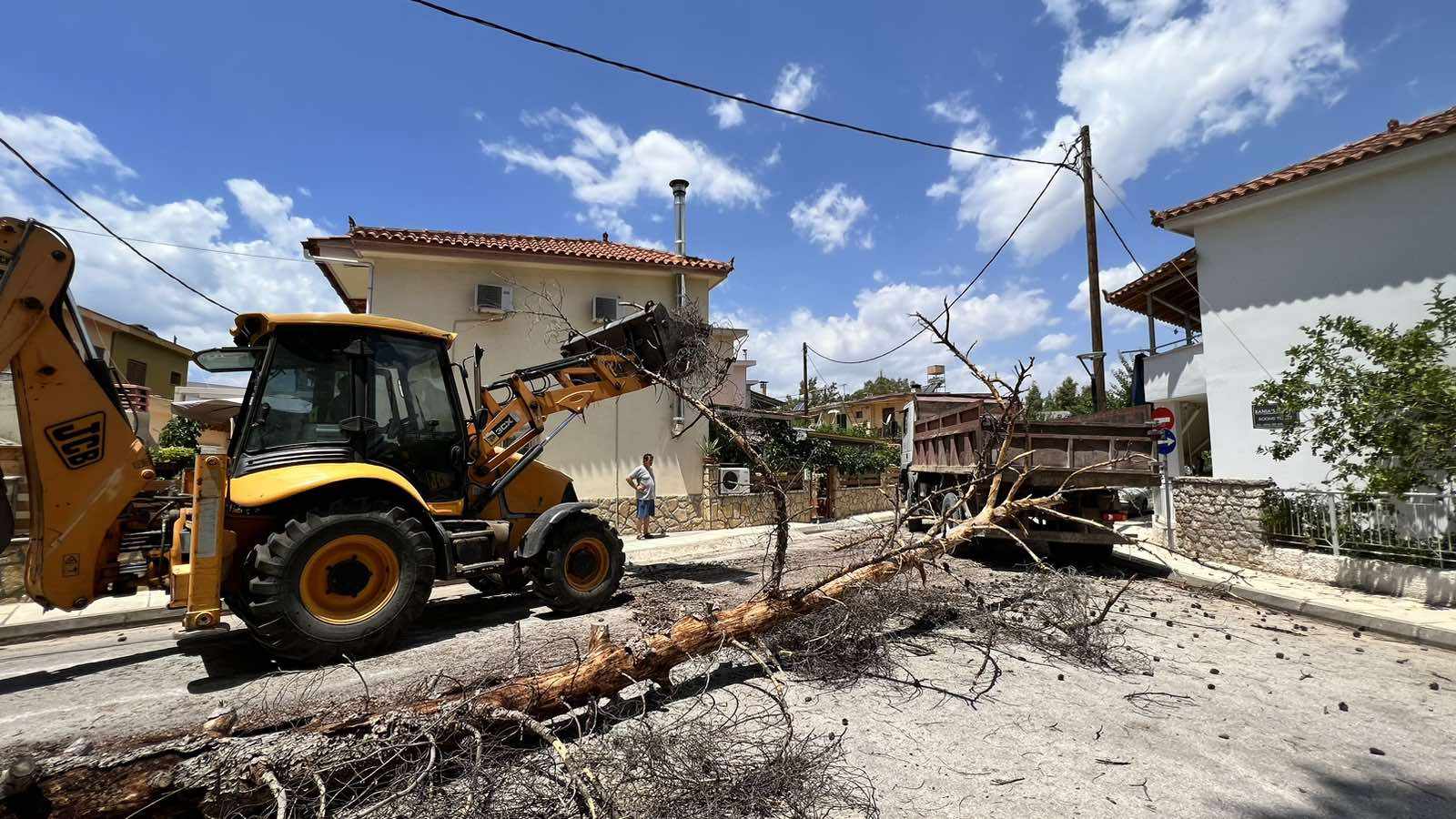 Ναύπλιο: Μεγάλο ξεραμένο πεύκο έπεσε στις Εργατικές Κατοικίες