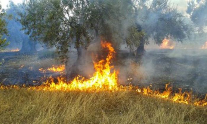 Μονεμβασιά: Η διαδικασία για αποζημιώσεις από τη φωτιά στην Παντάνασσα