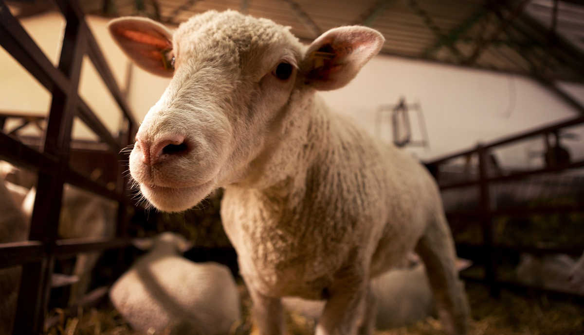 Πελοπόννησος: Νέα κρούσματα πανώλης σε αιγοπρόβατα – Πού εντοπίστηκαν