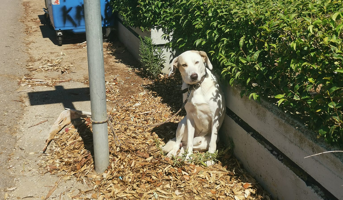 Αργολίδα: Ερωτηματικά για σκύλο που βρέθηκε δεμένος σε κολώνα