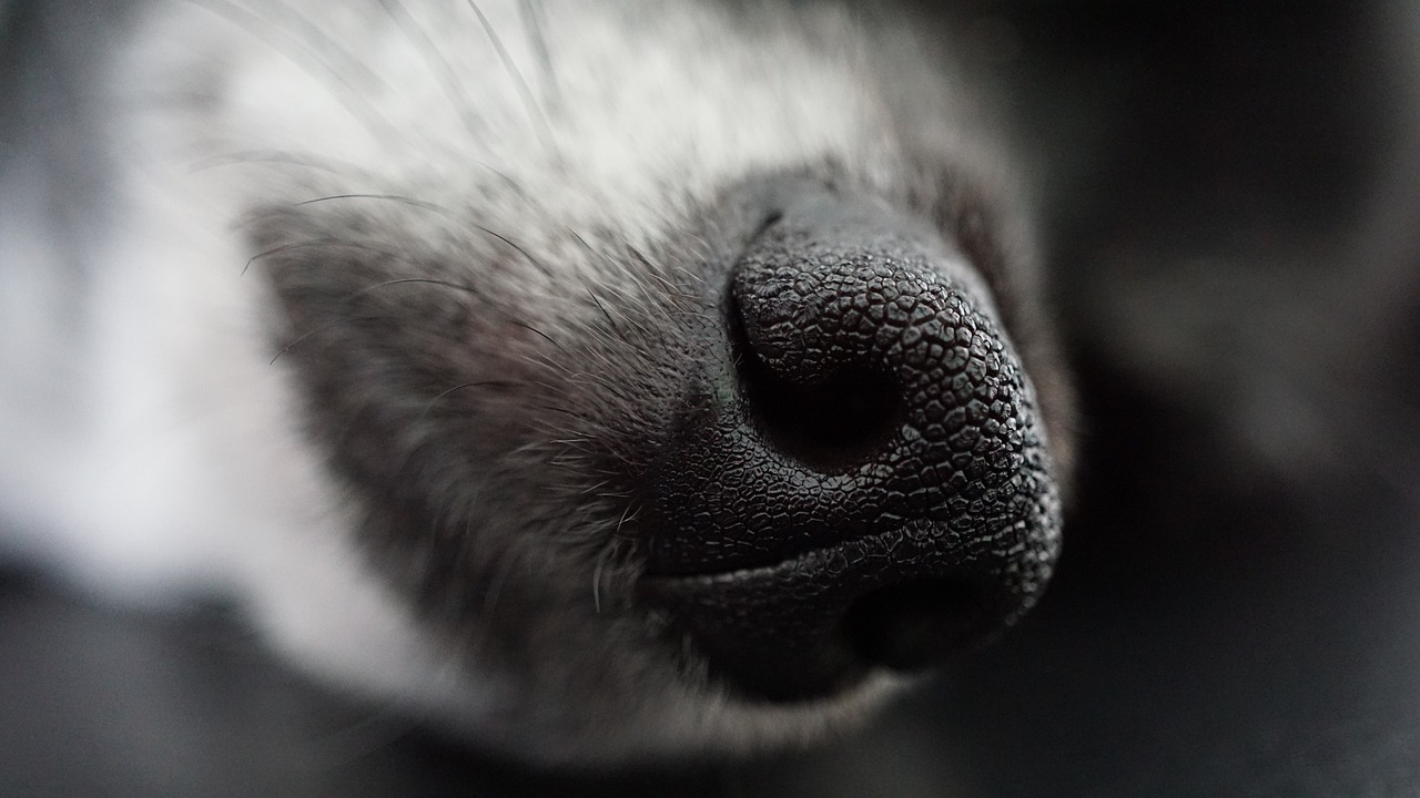 Σκύλος μύτη