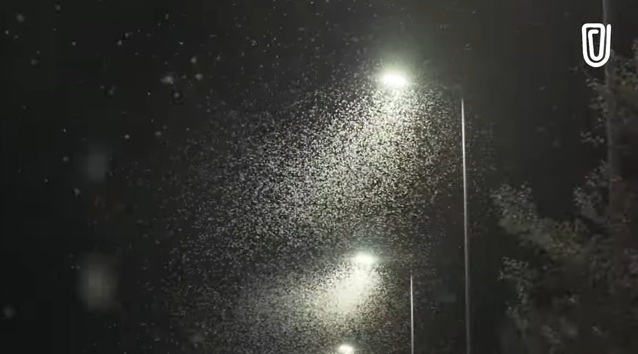 Απίστευτο βίντεο: Ένα ασύλληπτα μεγάλο σμήνος από έντομα κάλυψε την Λάρισα