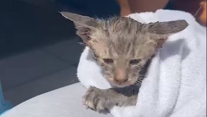 Σπέτσες: Τουρίστρια βούτηξε στη θάλασσα και έσωσε γατάκι από πνιγμό
