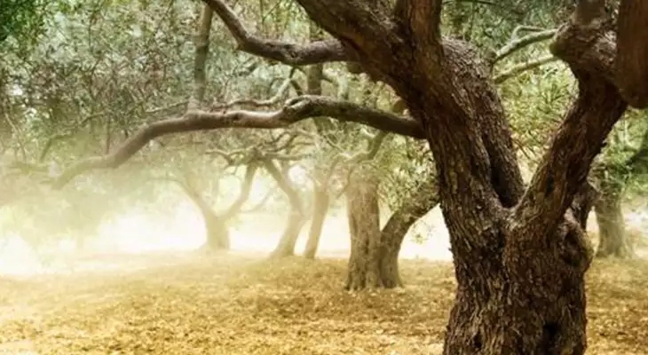 Αρκαδία: Ελαιοπαραγωγοί σε απόγνωση – Καθολική ακαρπία στο Ελαιοχώρι