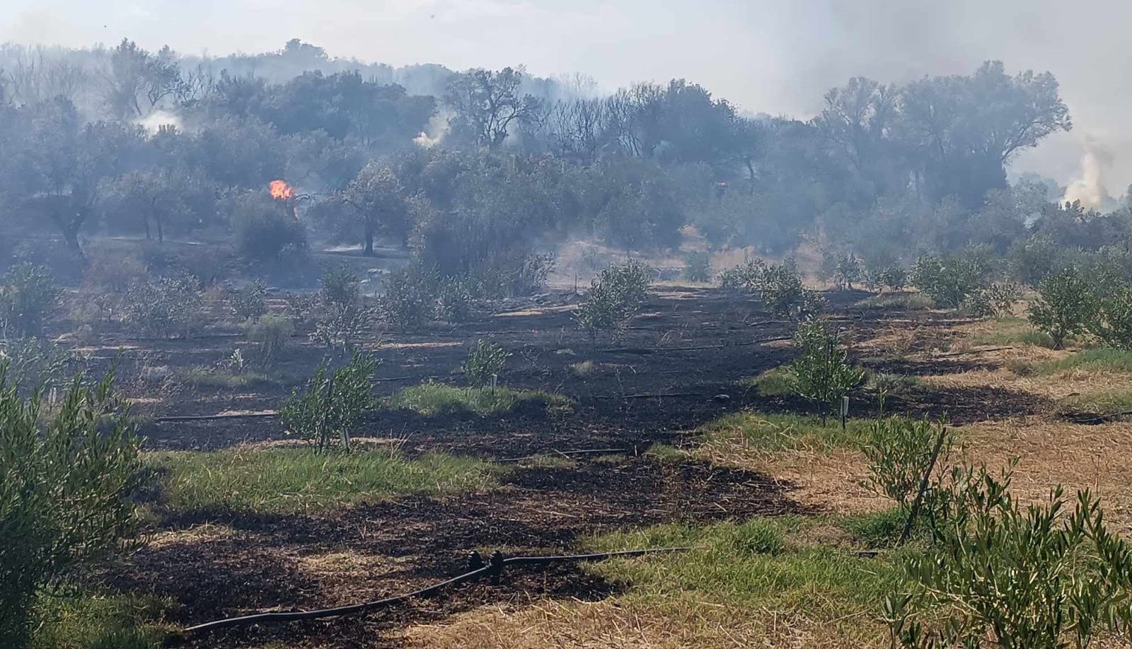 Φωτιά στην Άνω Επίδαυρο: Τί συμβαίνει αυτή τη στιγμή (Εικόνες)