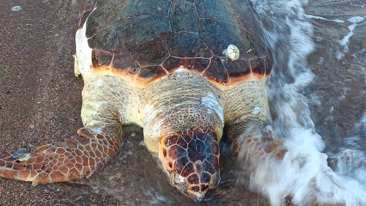 Νεκρή χελώνα Καρέτα καρέτα στο Κρανίδι