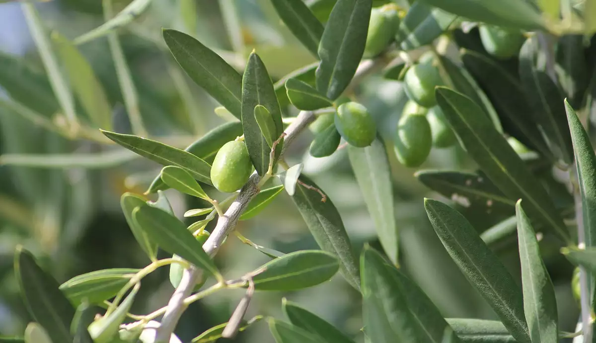 Ημερίδα για την ελαιοκαλλιέργεια στην Μεσσηνία