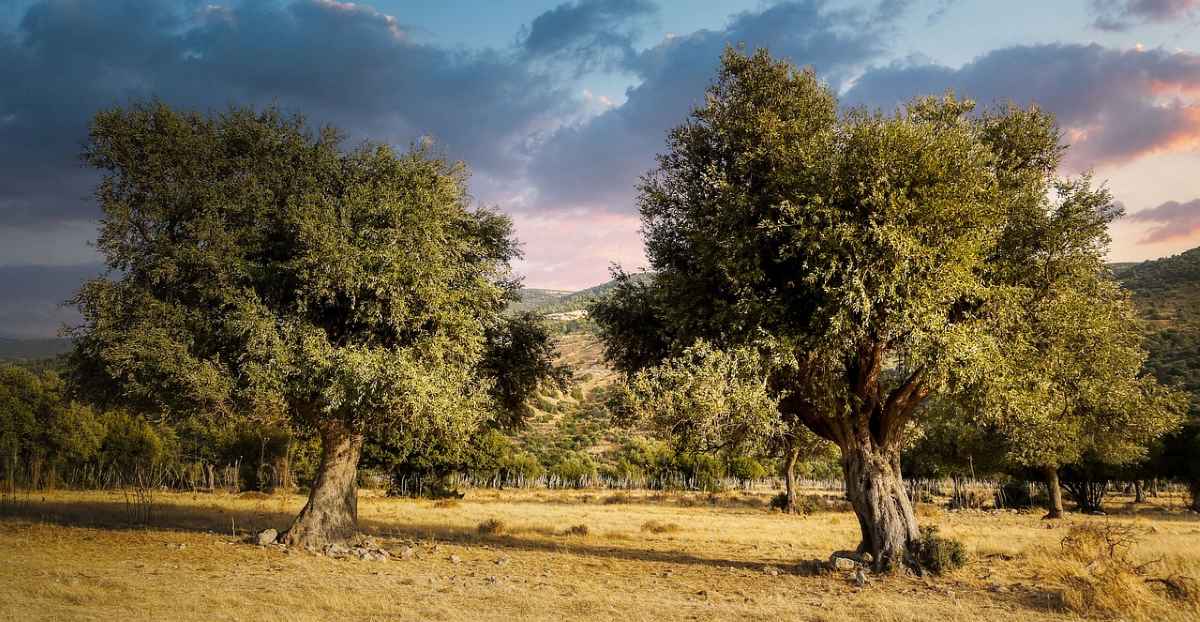 Φιλιατρά: Αναζητείται… σωτηρία για τους ελαιοπαραγωγούς