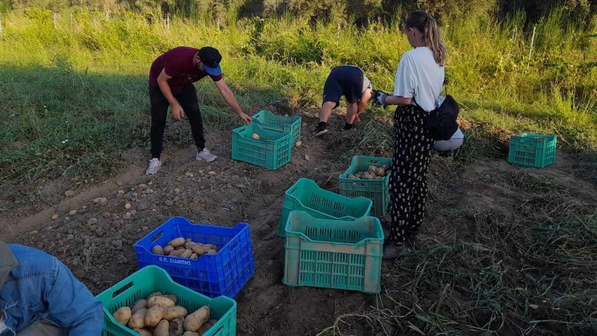 Καλαμάτα: «Πατάτες για Καλό Σκοπό»