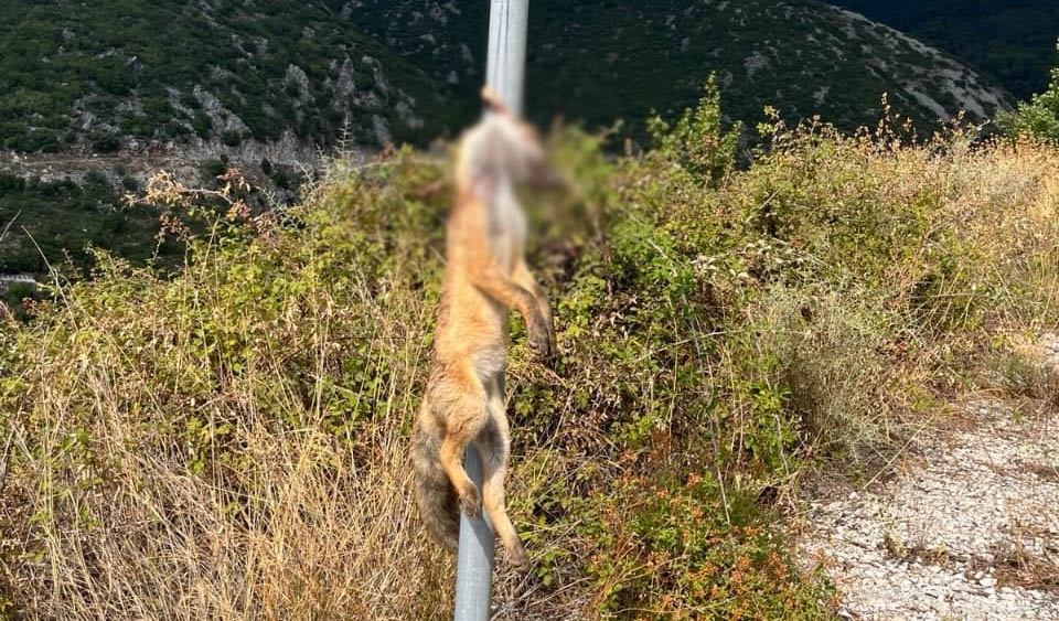 Φρίκη στη Μάνη: Σκότωσαν άγρια ζώα και τα κρέμασαν σε κολώνες