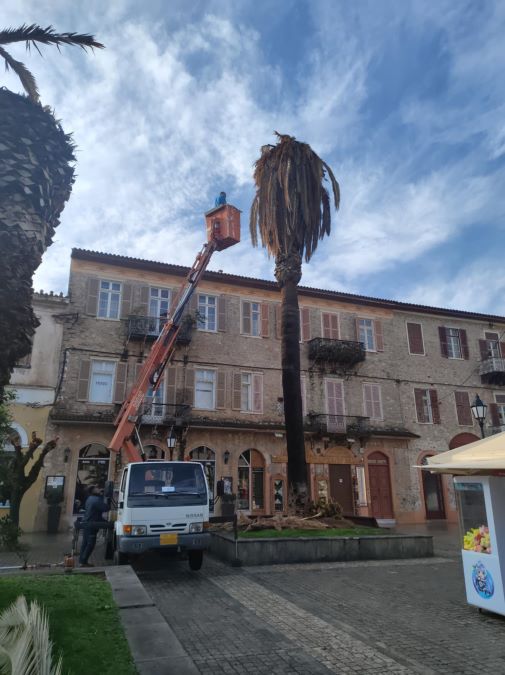 kopi foinikon dimarxeio nafplio 2