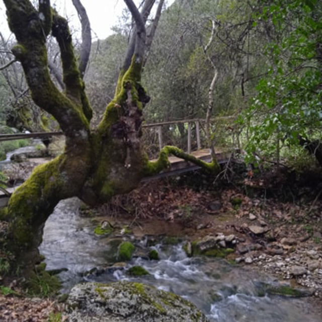 Ποταμιά