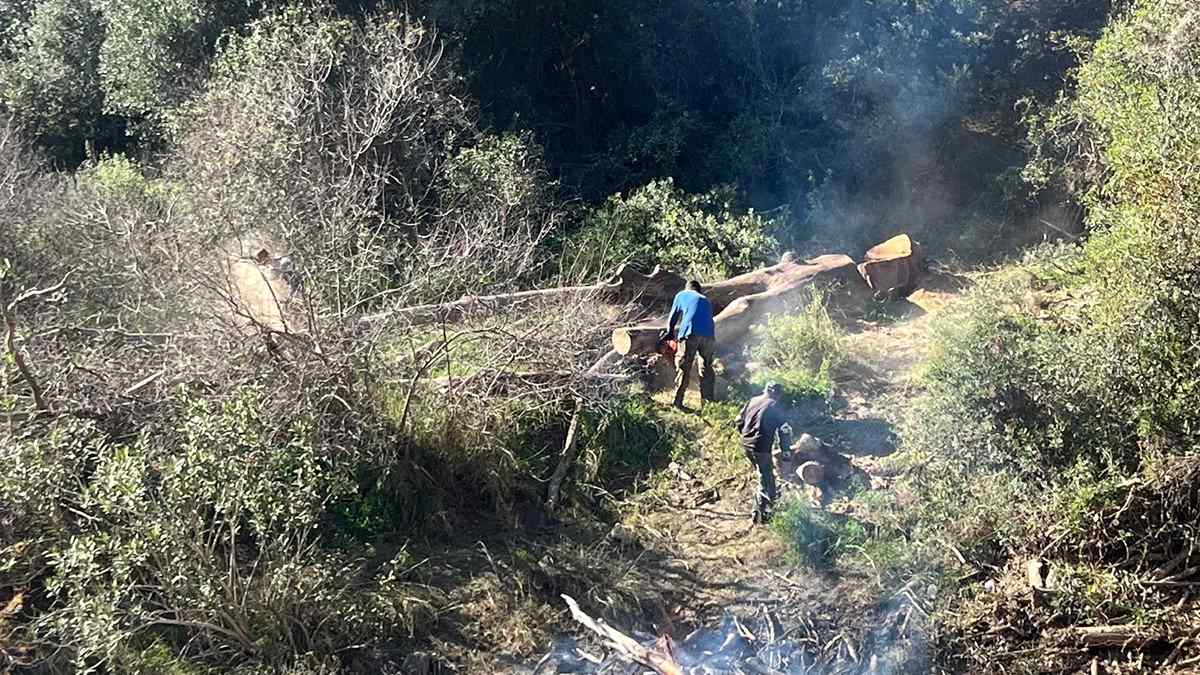 Ποταμός Νέδοντας: Απομακρύνονται τα άρρωστα πλατάνια από το Λιθωμένο Φίδι