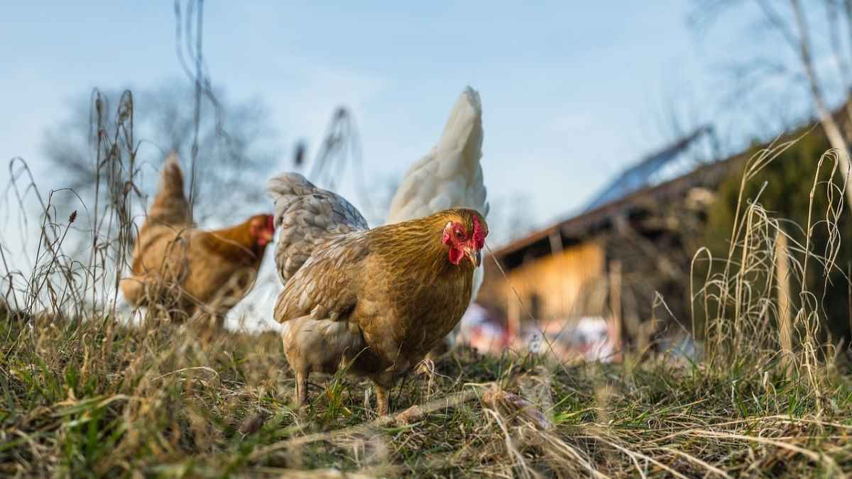 Γιατί οι κότες δεν γεννούν αυγά το χειμώνα: Αιτίες και λύσεις