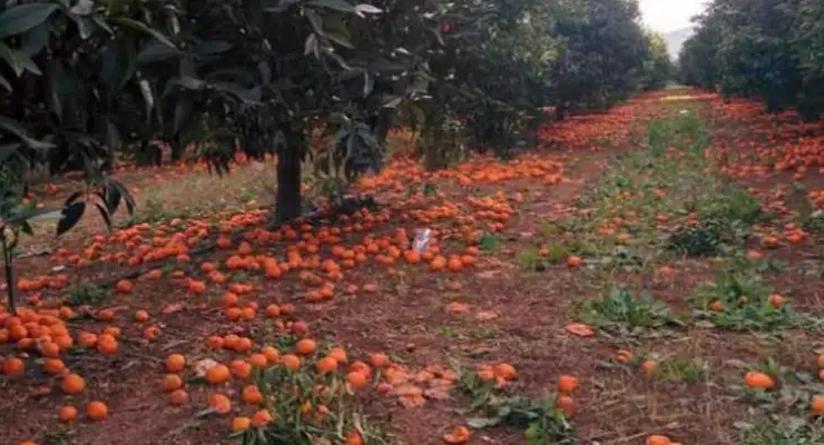 Η μονίλια πλήττει τις κλημεντίνες της Αργολίδας