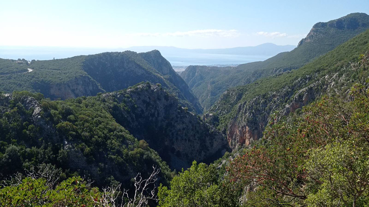 Δάσος Καλαμάτα αντιπυρικές ζώνες